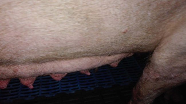 Foto 2: Involución mamaria en los primeros momentos de la fase de lactación.