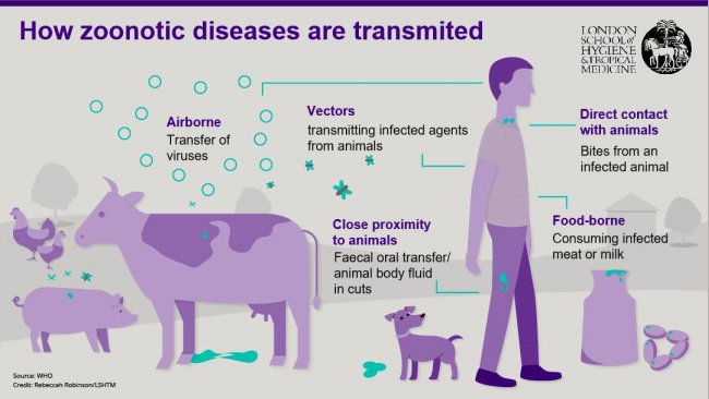 Figura 1. Rotas de transmissão das doenças zoonóticas. As zoonoses são doenças infecciosas que podem ser transmitidas de animais a humanos, mas também de humanos a animais. Fonte: London School of Hygiene and Tropical Medicine.