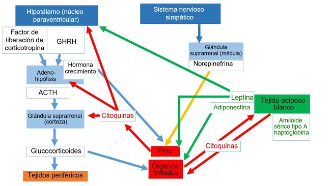 *Sistema neuroendoimunitário ACTH: hormona adrenocorticotrófica * GHRH: hormona libertadora da hormona do crescimento