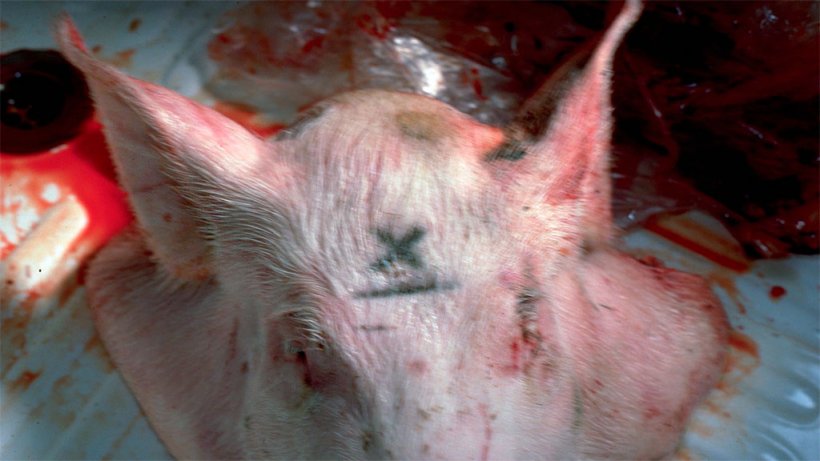 Figura 1. O X marca o ponto, ainda que em animais adultos seja melhor afastar-se 1 cm da linha m&eacute;dia
