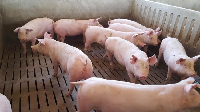 Foto 1. A idade de entrada da marrã define o período de adaptação sanitária que iremos ter. Ainda que, como norma geral, possamos aplicar o princípio de "quanto mais tempo melhor", os nossos peritos definem 8 semanas como o tempo mínimo imprescindível.