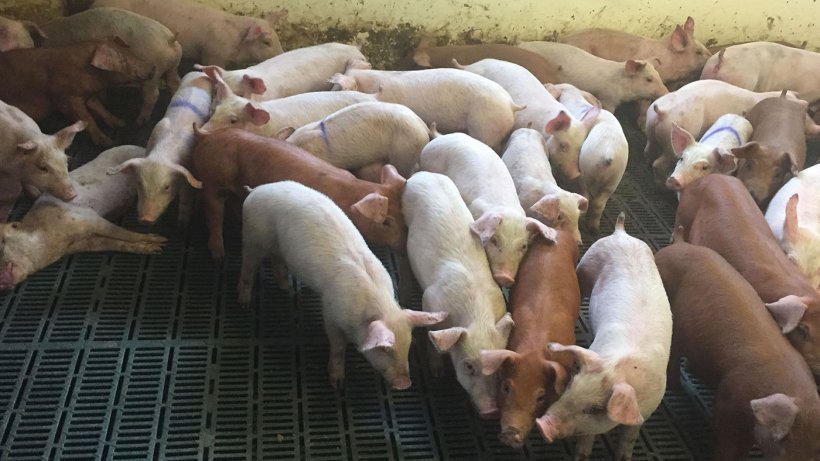 Figura 2. Animais com sinais cl&iacute;nicos de perda de condi&ccedil;&atilde;o corporal.
