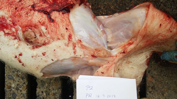 Figura 8. Gânglio linfático mesentérico aumentado de tamanho.