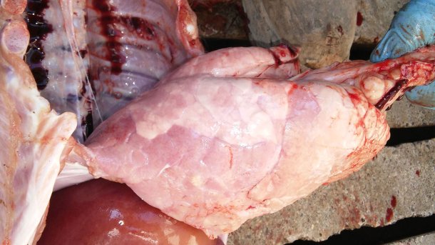 Figura 7. Pneumonia intersticial com notória consolidação pulmonar do lóbulo diafragmático ventral.