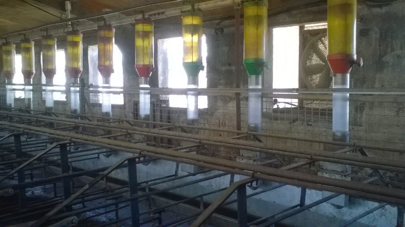 Foto 1. Para conseguir elevados consumos de ra&ccedil;&atilde;o nos dias que v&atilde;o desde o desmame at&eacute; &agrave; entrada em cio evitando, ao mesmo tempo, desperd&iacute;cio de ra&ccedil;&atilde;o, os sistemas de alimenta&ccedil;&atilde;o tipo tolva, como o que aparece na foto, podem ser uma op&ccedil;&atilde;o. Imagem cedida por Gori Salam&oacute;.
