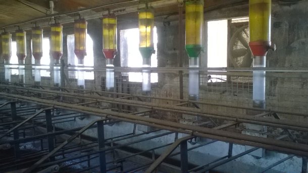 Foto 1. Para conseguir elevados consumos de ração nos dias que vão desde o desmame até à entrada em cio evitando, ao mesmo tempo, desperdício de ração, os sistemas de alimentação tipo tolva, como o que aparece na foto, podem ser uma opção. Imagem cedida por Gori Salamó.