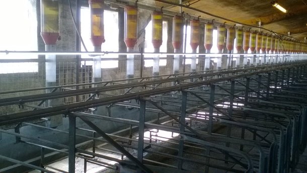 Foto 4. Cada vez é mais frequente a instalação de lâmpadas fluorescentes ou de luzes tipo LED a 1 metro de altura por cima das porcas para garantir 150-200 lux de luz, com o objectivo de melhorar a entrada das porcas em cio. Foto cedida por Gori Salamó.