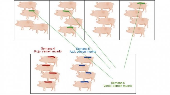 Celos primerizas