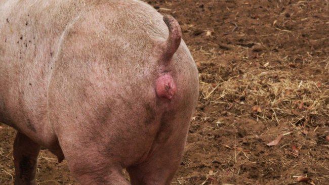 Cio numa nul&iacute;para sincronizada com altrenogest