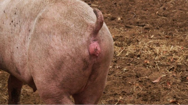 Cio numa nulípara sincronizada com altrenogest