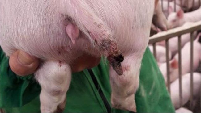 Figura 1. Una lesión grave en un cerdo de casi 15 kg en la que incluso se produjo la pérdida de una parte de la cola.