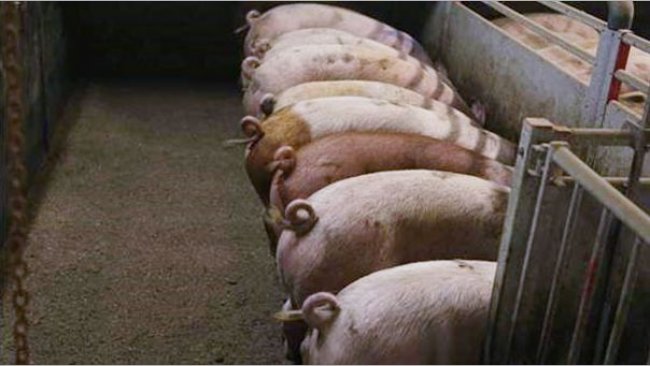 Foto1. Porcos com caudas intactas. Foto cortes&iacute;a de Inge B&ouml;hne

