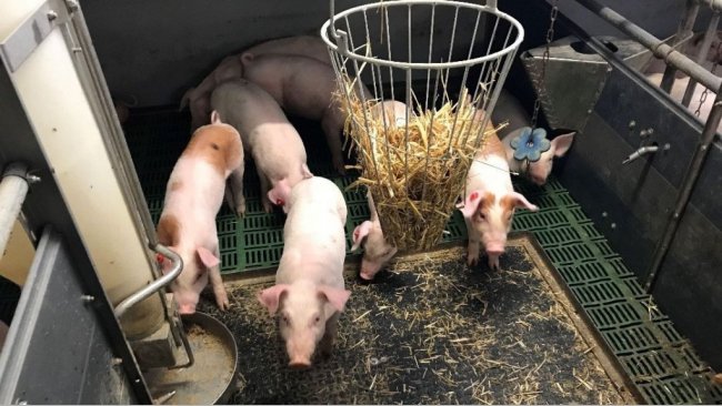 Foto 1. Porcos intactos (com cauda) com material manipulável. Foto por cortesia de Inge Böhne