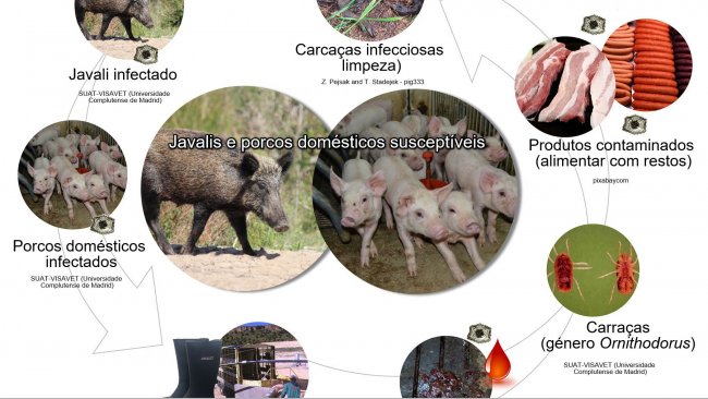 Figura 1. Rotas de transmissão do vírus da PSA, incluindo o contacto directo e indirecto com animais infecciosos, os seus produtos, excreções/secreções e/ou sangue, carcaças, diversos fómites contaminados e vectores biológicos (produção própria).