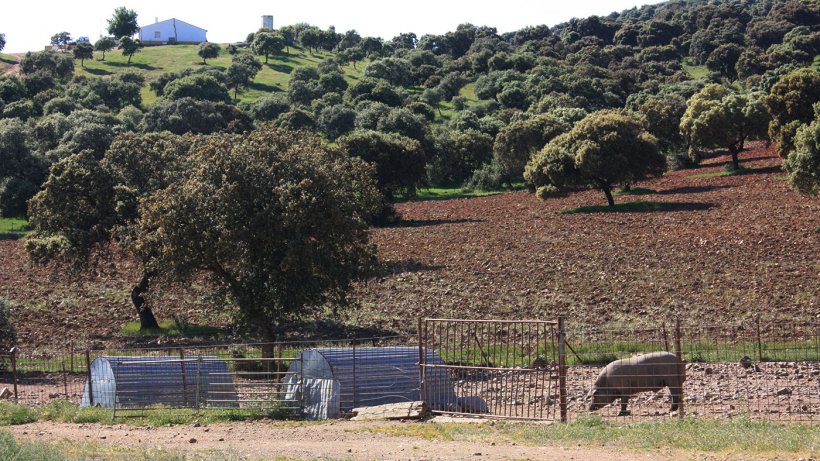 Foto 2: Um porco mantido numa cerca simples em zona florestal. A probabilidade de contacto com javalis é elevada.
