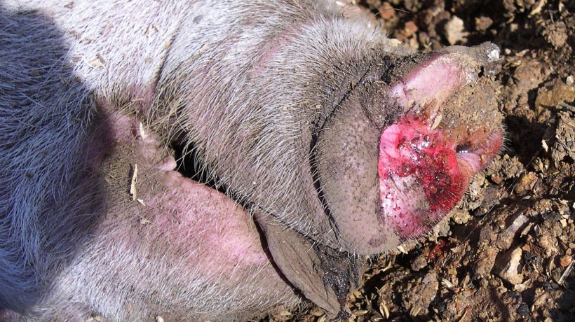 Fotografia 4. Espuma sanguinolenta na secre&ccedil;&atilde;o nasal de um porco afectado.

