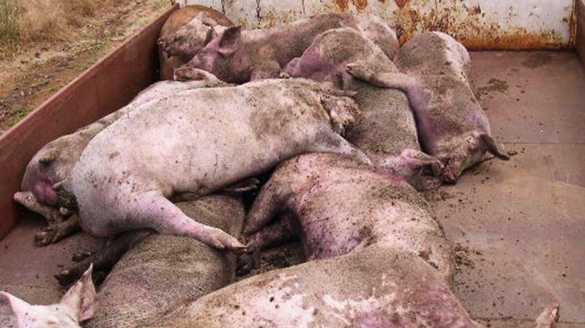 Fotografia 3. In&uacute;meros porcos mortos e moribundos na explora&ccedil;&atilde;o afectada.
