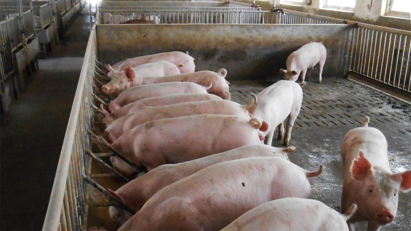 Fotografia 2. T&iacute;picos alojamentos para porcos reprodutores e de engorda/acabamento na explora&ccedil;&atilde;o afectada
