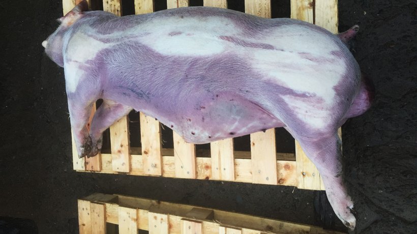 Figura 2. Porco de acabamento com cianose nas partes inferiores e distais do corpo.
