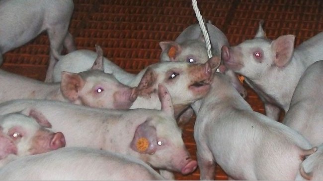 Foto 1. Uso de cordas para amostragem de fluidos orais.