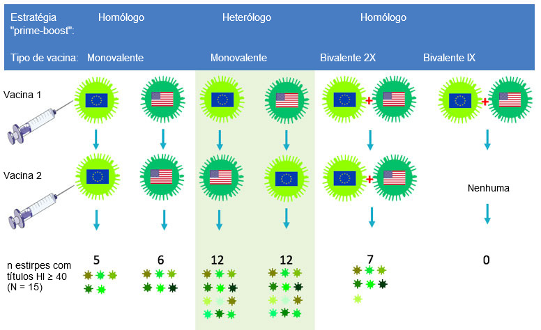 Figura 2. Efeito dos protocolos vacinais tradicionais e da &quot;vacina&ccedil;&atilde;o de rappel heter&oacute;loga&quot; na amplitude da resposta de anticorpos anti-H3N2. As bandeiras indicam as estirpes europeias e norte-americanas do VGS H3N2. O soro recolhido aos 14 dias ap&oacute;s a segunda vacina&ccedil;&atilde;o foi analisado para 15 v&iacute;rus antigenicamente diferentes incluindo as estirpes vacinais. Os n&uacute;meros representam o n&uacute;mero de v&iacute;rus para os quais os t&iacute;tulos de anticorpos HI foram &ge; 40.
