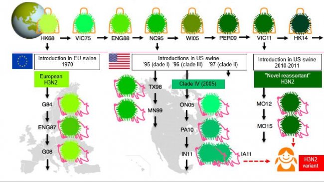 Figura 1. Evolução dos vírus da gripe H3N2 em humanos e em suínos. Os diferentes tons de verde indicam diferenças antigénicas no H3 HA; as estirpes víricas são indicadas com o local (abreviado) e o ano de isolamento. Os vírus humanos introduziram-se na população suína a princípios dos 1970s na Europa e, a meados dos 1990s e em 2010 na América do Norte. Isto levou à situação actual de 3 clados distintos de VGS H3N2 (ver as caixas de texto), um na Europa e dois na América do Norte. Os clados norte-americanos de forma ocasional, saltam de volta, para a população humana e, então, passam a chamar-se vírus "variantes".