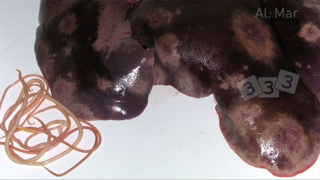 Manchas blancas en hígado por Ascaris suum