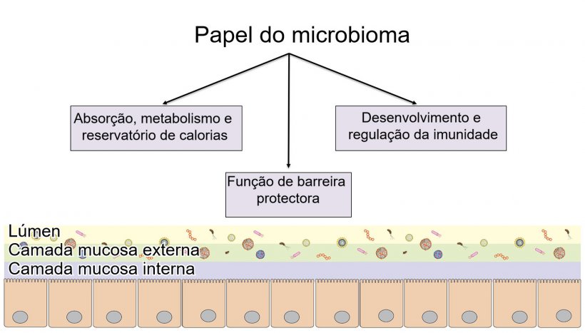 Fun&ccedil;&otilde;es do microbioma: barreira intestinal, digest&atilde;o e metabolismo de nutrientes e regula&ccedil;&atilde;o da imunidade.
