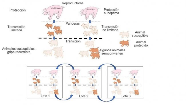 Figura 1: A transmissão é reduzida em animais que obtêm protecção de maior qualidade (leitões de porcas multíparas) do que em leitões de porcas primíparas. Nas baterias os animais que foram infectados na presença de um certo nível de anticorpos maternos não desenvolverão activamente a imunidade, de modo que o vírus pode  infectar e causar gripe recorrente. Por fim, a presença num único momento de diferentes lotes de diferentes idades de animais facilita a transmissão do vírus entre lotes produtivos, perpetuando a infecção.