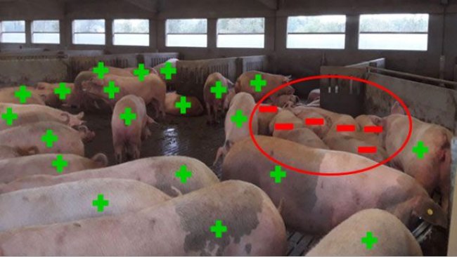  Figura 5. Exemplo de resultados de diagnóstico de gestação ao dia 33.