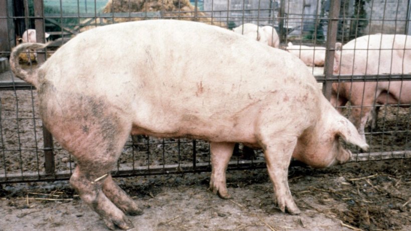 Figura 2. As extremidades anteriores desta porca s&atilde;o verticais, mas as posteriores est&atilde;o inclinadas e metidas para baixo do corpo.
