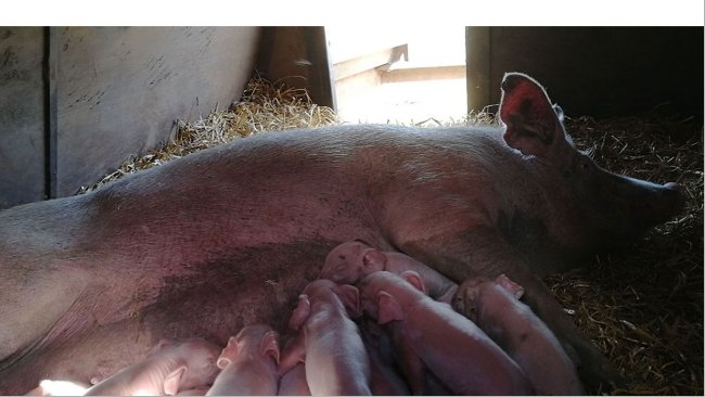 Lechones lactando.