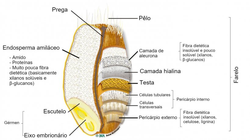 Figura 2. Secção transversal de um grão de trigo integral com a localização das suas partes. Adaptado por Knudsen (2014) por Surget e Barron (2005)