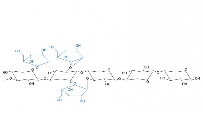 Figura 3. Estrutura química dos arabinoxilanos. As ramificações da arabinose e sua distribuição variam entre cereais e entre variedades do mesmo cereal.