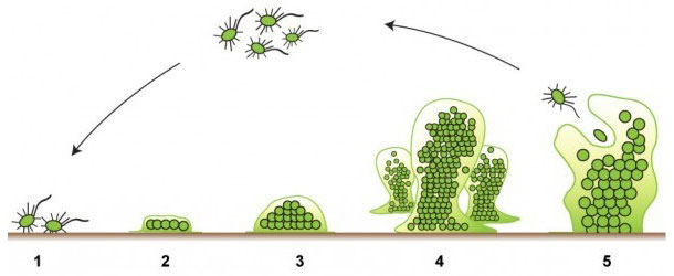 As cinco fases da formação de biofilmes. Fonte: http://www.emerypharmaservices.com/