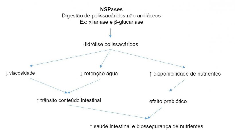 Mecanismo de acção de enzimas exógenas. Enzimas exógenas têm actividade prebiótica por hidrólise de polissacáridos não-amiláceos a oligossacáridos utilizáveis por certas bactérias. Adaptado de Sinha 2011