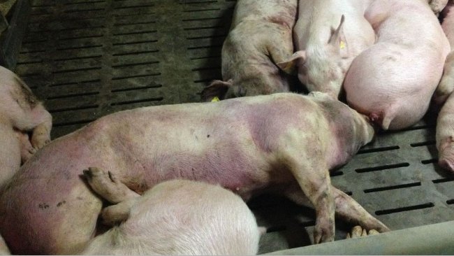 Porco infectado por PSA 14 dias após a detecção da doença. Lesões hemorrágicas graves em todo o corpo