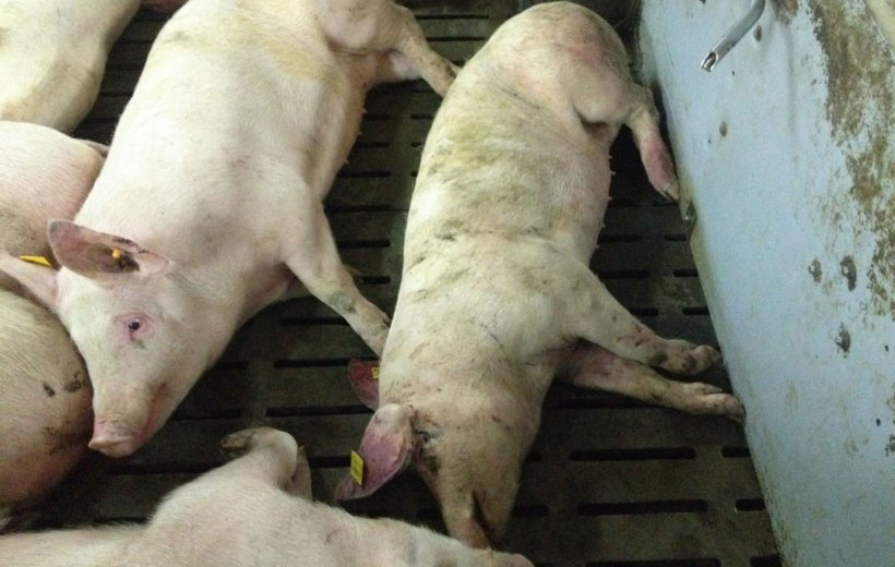Porco infectado por PSA 14 dias após a detecção da doença. Lesões hemorrágicas na ponta da orelha e na parte distal da pata traseira.