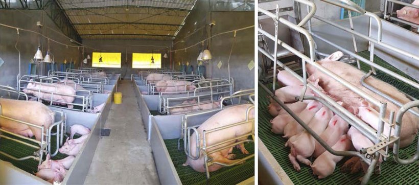 Observa-se o bom crescimento dos leitões na maternidade e o peso dos mesmos ao desmame