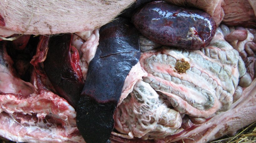 Figura 1: Lesões graves encontradas num surto de PSA na Polónia, incluindo aumento grave do tecido esplénico (esplenomegalia) e rins congestivos com hemorragias petéquias múltiplas e focais. Cortesia do Dr. Pawel Karbowiak