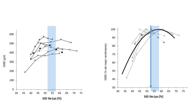 Figura 1: Resultados  do crescimento em leitões obtidos em diferentes estudos segundo diferentes rácio Ile:Lys DIS . O crescimento expressa-se em valor absoluto ou em percentagem do melhor crescimento. Fonte: Ajinomoto Animal Nutrition Europe