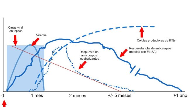 Gráfico 1: Resposta do sistema imunitário de um porco infectado por vírus PRRS (López e Osorio, 2004).