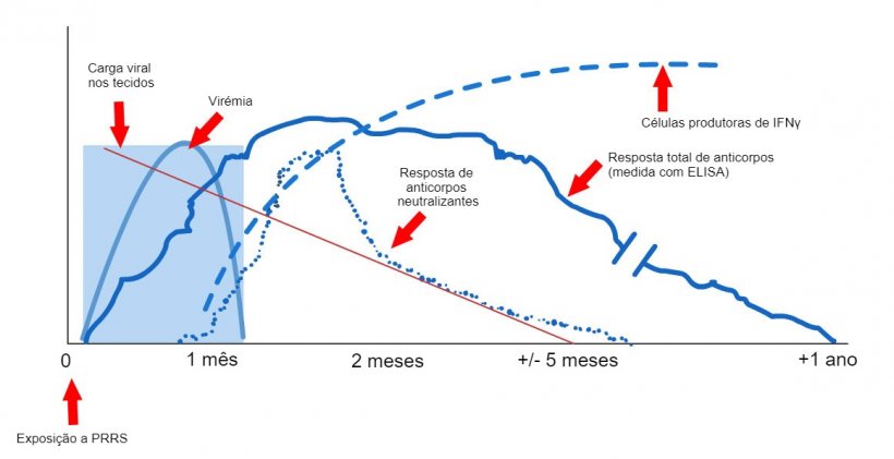 Gráfico 1: Resposta do sistema imunitário de um porco infectado por vírus PRRS (López e Osorio, 2004).