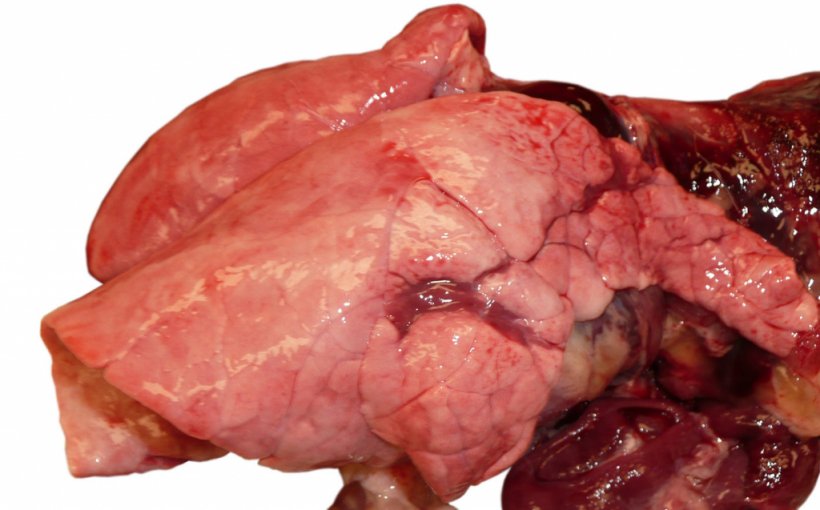 Foto 1. Pneumonia devido a infecção por gripe num porco em crescimento.
