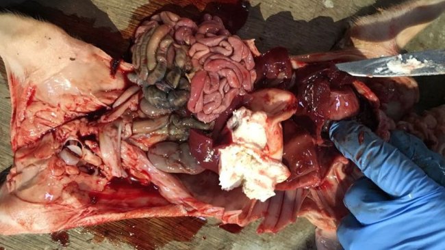 Figura 2. Leitão de quatro dias com hemoperitoneu e hemotórax com o estômago cheio.