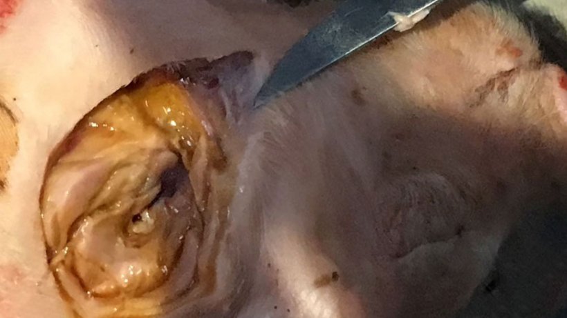 Figura 4. Leit&atilde;o de quatro dias de idade com danos nos m&uacute;sculos em redor do local da injec&ccedil;&atilde;o (pesco&ccedil;o) que apresenta edema e descolora&ccedil;&atilde;o negro-acinzentada.
