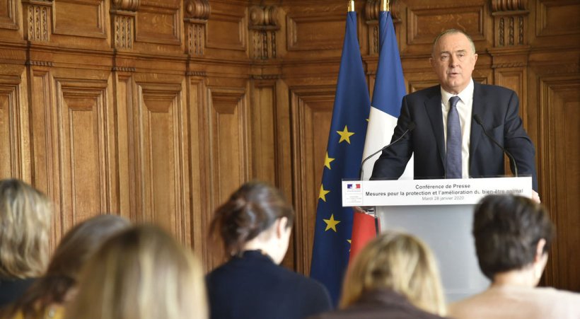 bien-être animal porcs