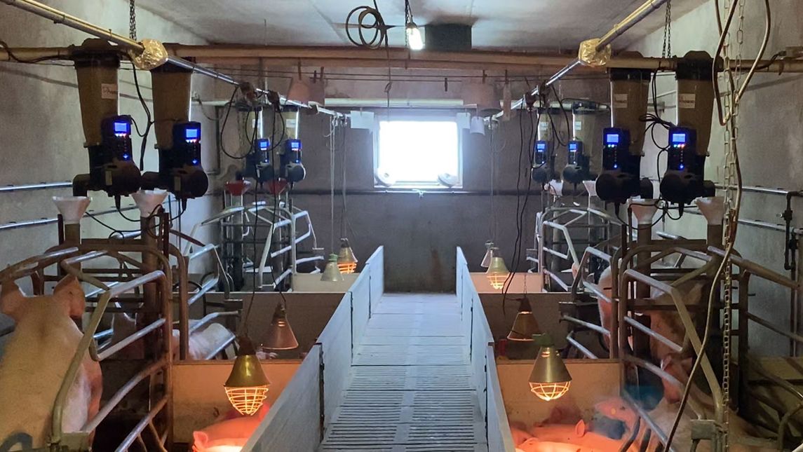 Imagem 1. Comedouros electr&oacute;nicos na maternidade instalados numa explora&ccedil;&atilde;o comercial
