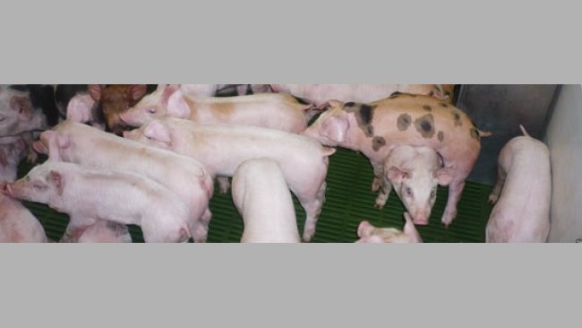 O quadro aparece nos leit&otilde;es desmamados que come&ccedil;am a mostrar um evidente atraso de crescimento aos poucos dias ap&oacute;s o desmame