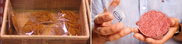 Alternativas proteicas